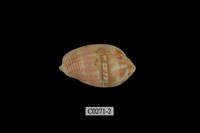 藏品(大楷筆螺)的圖片